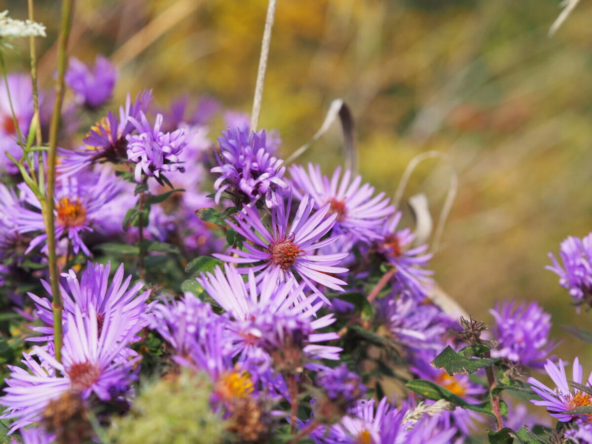 Autumn 2020 Family Moments