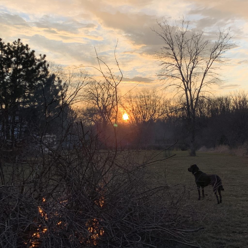 The Great Buckthorn Slash and Burn