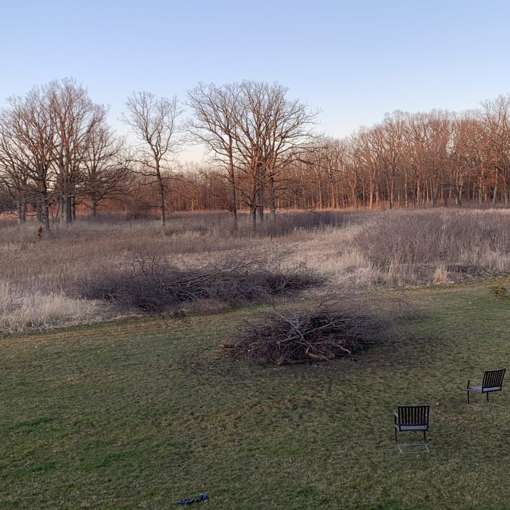 The Great Buckthorn Slash and Burn